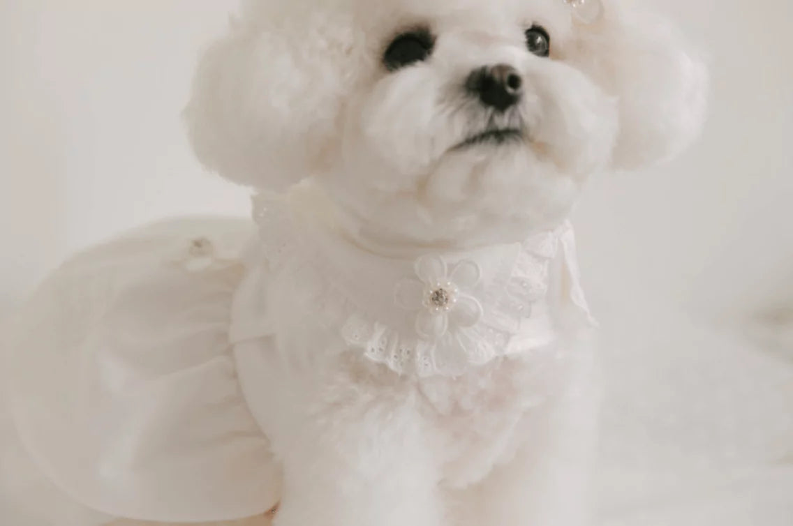 Blossom Cape Coat (White)