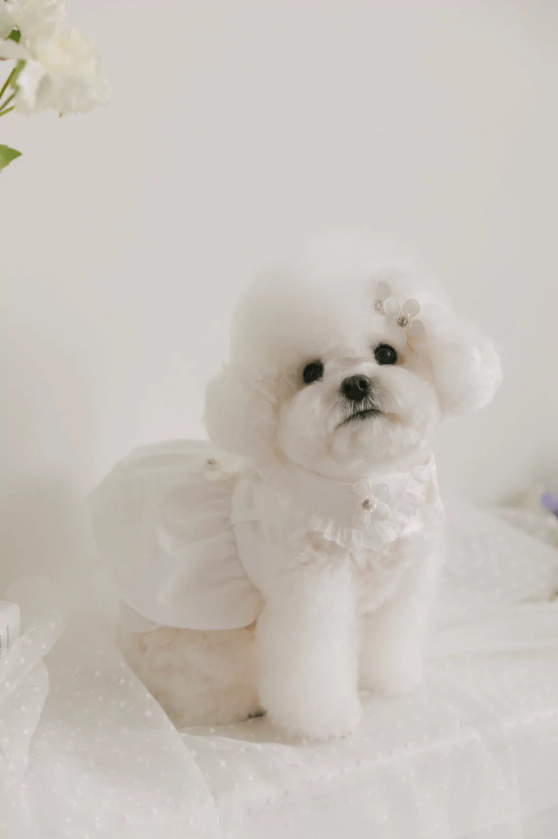Blossom Cape Coat (White)