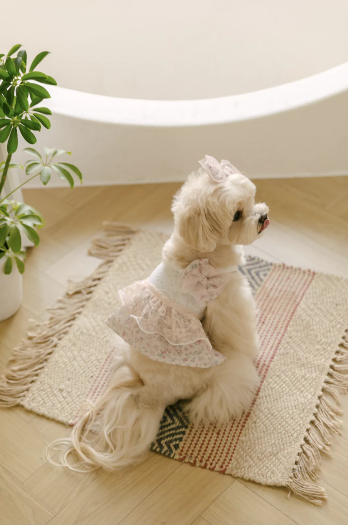 Sugar Sugar Top & One Piece (Peach)