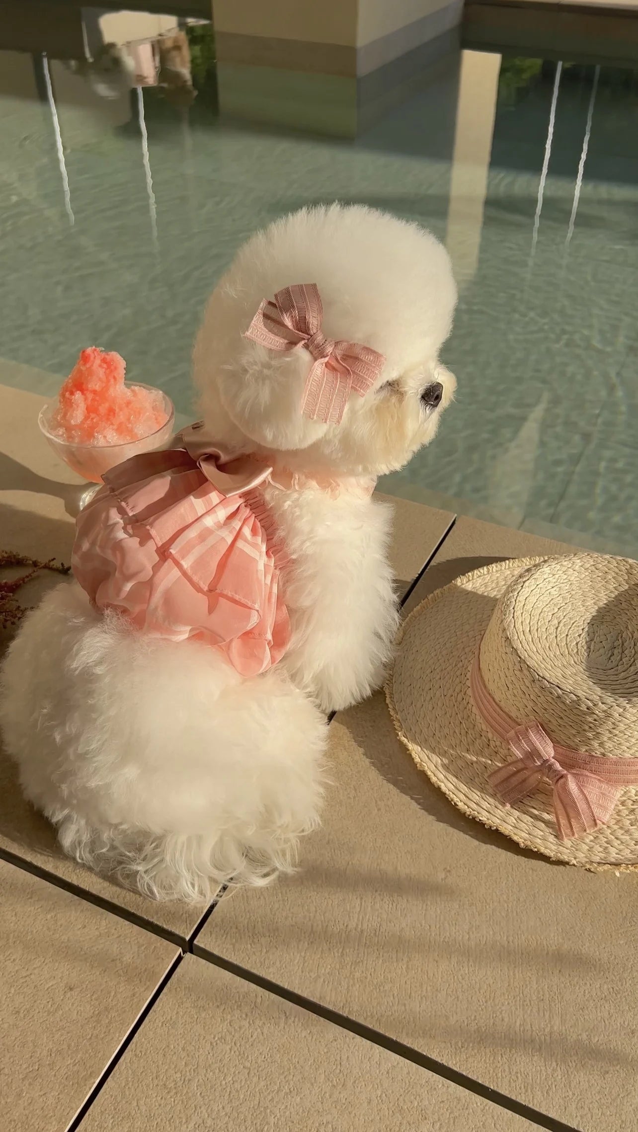 Pink See-Through Cancan